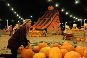 Gazing around, Grace Petrie, 11, searches for the perfect pumpkin to carve. Photo by Karen Pegueros